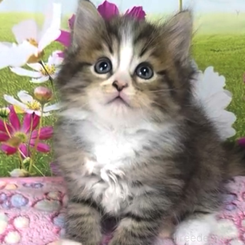 販売中の奈良県のサイベリアン-132474の3枚目