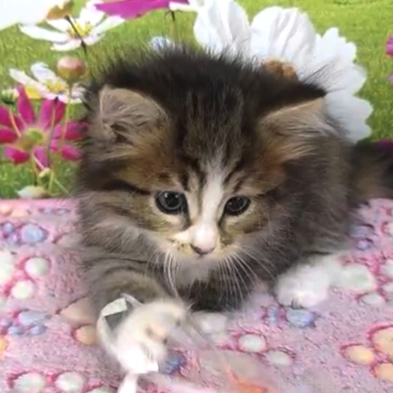 販売中の奈良県のサイベリアン-132474の2枚目