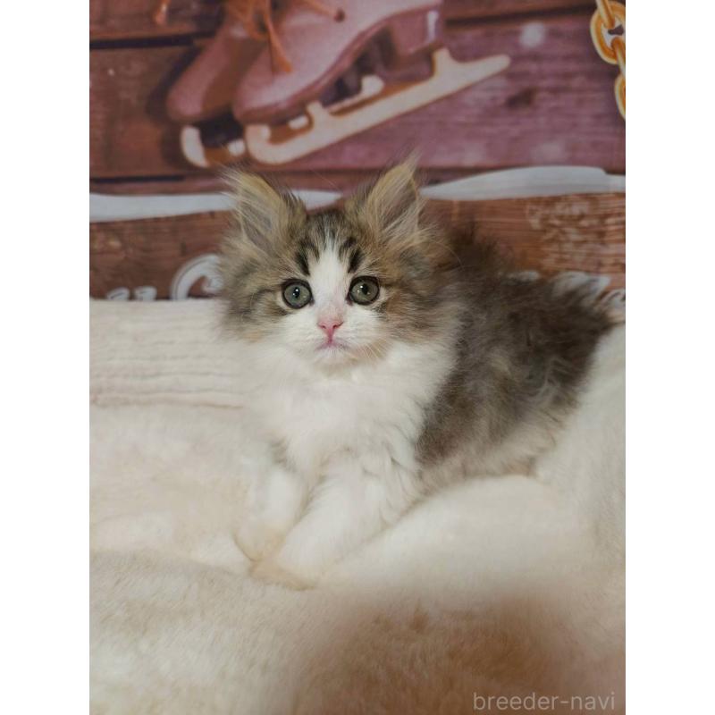 販売中の埼玉県のサイベリアン-132475の4枚目