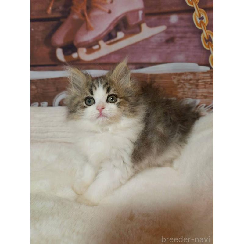 販売中の埼玉県のサイベリアン-132475の3枚目