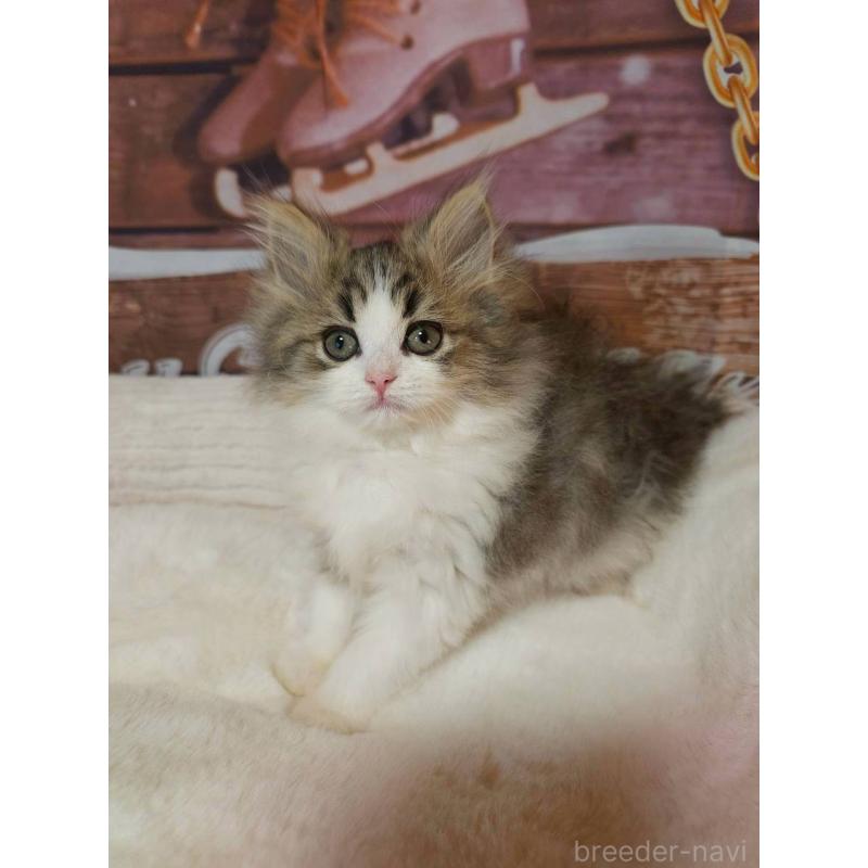 販売中の埼玉県のサイベリアン-132475の2枚目