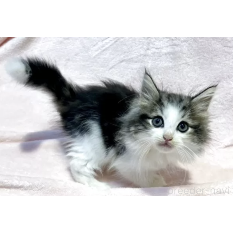 販売中の東京都のノルウェージャンフォレストキャット-132476の2枚目