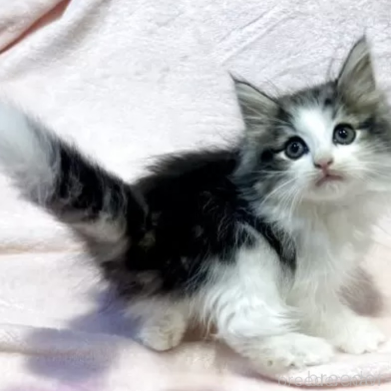 販売中の東京都のノルウェージャンフォレストキャット-132476の1枚目