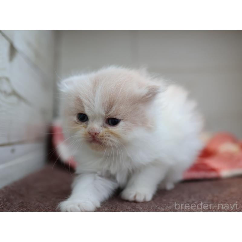 販売中の愛知県のスコティッシュフォールド-132477の11枚目