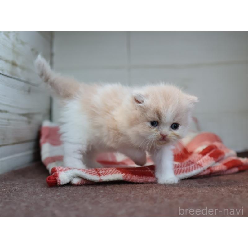 販売中の愛知県のスコティッシュフォールド-132477の10枚目