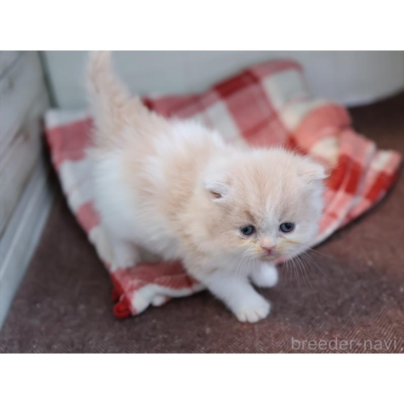 販売中の愛知県のスコティッシュフォールド-132477の9枚目