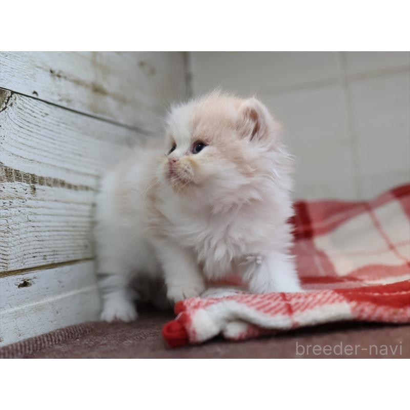 販売中の愛知県のスコティッシュフォールド-132477の7枚目