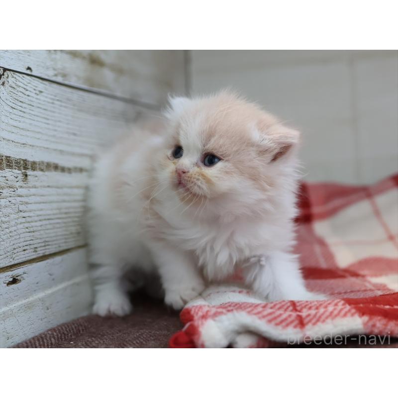販売中の愛知県のスコティッシュフォールド-132477の6枚目
