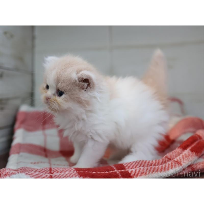 販売中の愛知県のスコティッシュフォールド-132477の5枚目