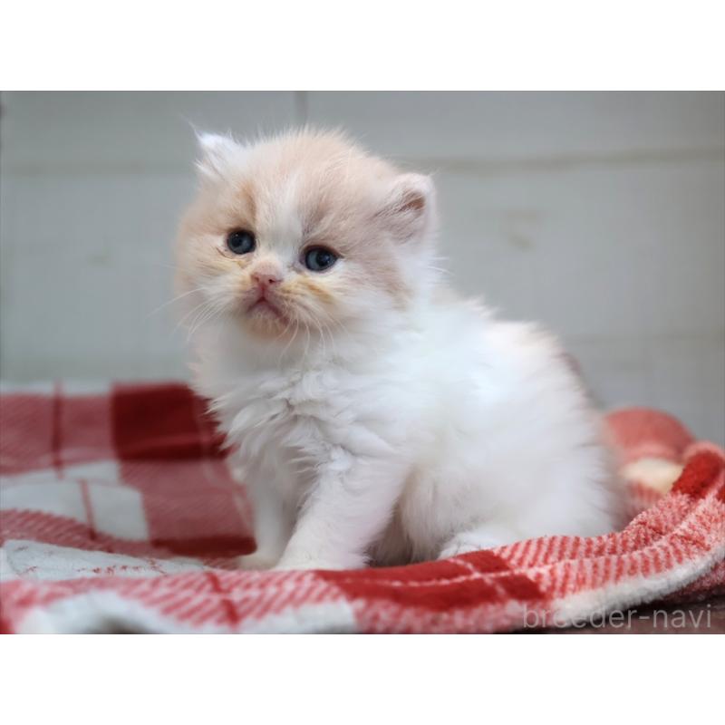 販売中の愛知県のスコティッシュフォールド-132477の3枚目