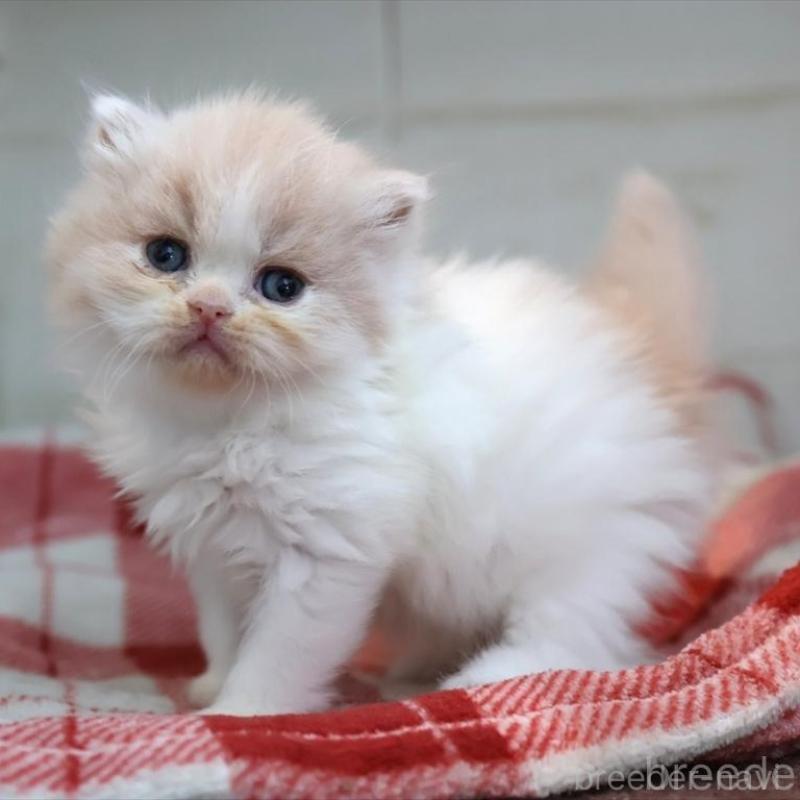 販売中の愛知県のスコティッシュフォールド-132477の1枚目