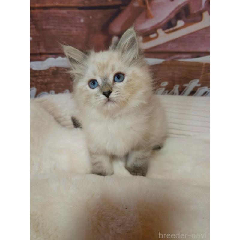 販売中の埼玉県のサイベリアン-132480の5枚目