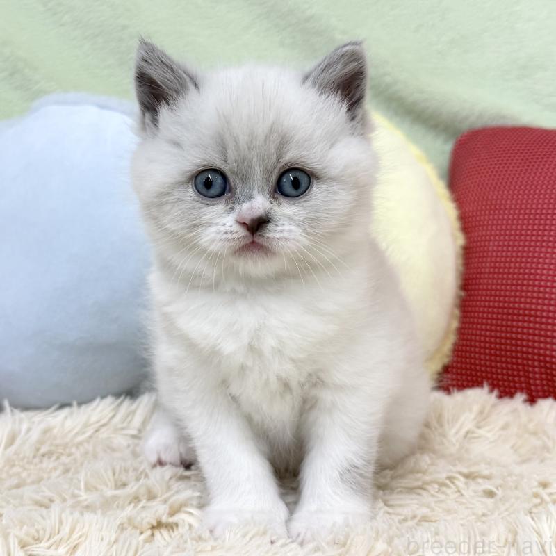 販売中の大阪府のブリティッシュショートヘア-131898