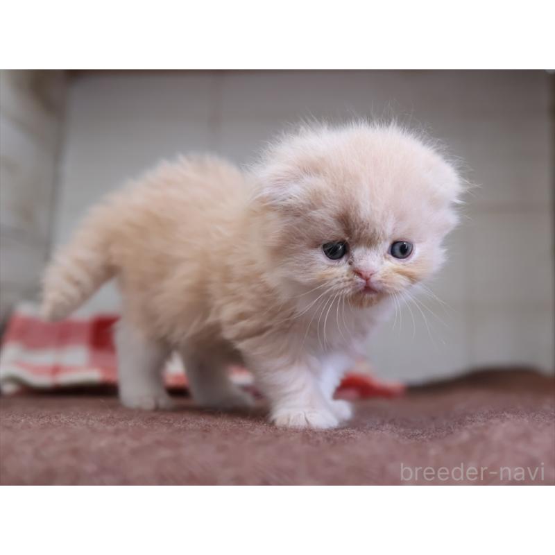 販売中の愛知県のスコティッシュフォールド(折れ耳)-132478の10枚目