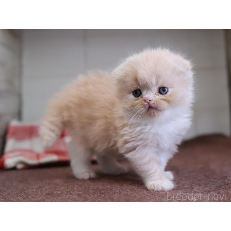 販売中の愛知県のスコティッシュフォールド(折れ耳)-132478の9枚目