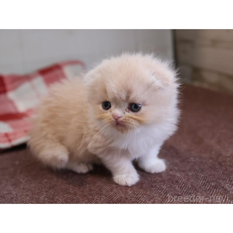 販売中の愛知県のスコティッシュフォールド(折れ耳)-132478の8枚目