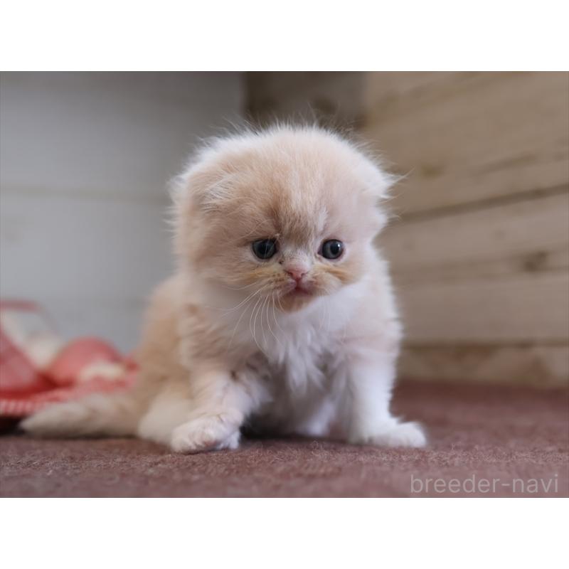 販売中の愛知県のスコティッシュフォールド(折れ耳)-132478の7枚目