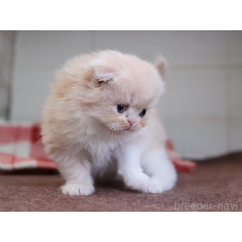 販売中の愛知県のスコティッシュフォールド(折れ耳)-132478の6枚目