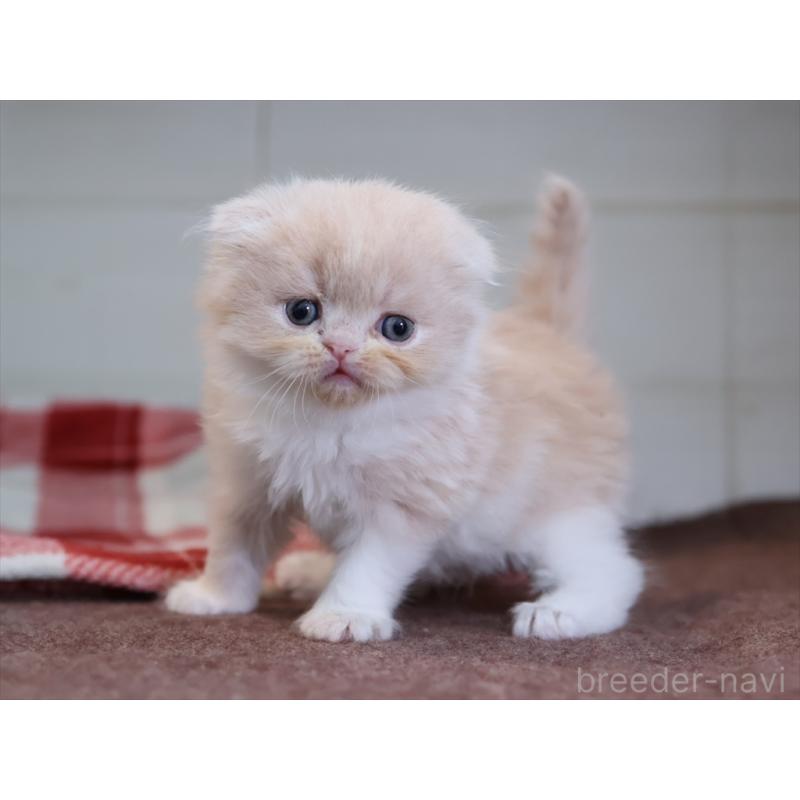 販売中の愛知県のスコティッシュフォールド(折れ耳)-132478の5枚目