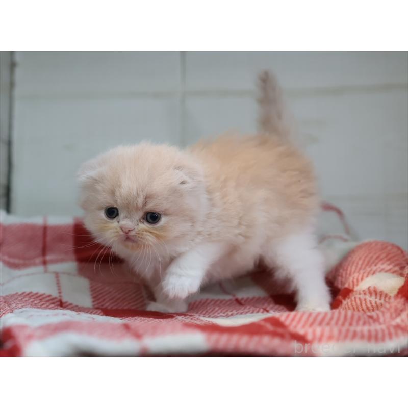 販売中の愛知県のスコティッシュフォールド(折れ耳)-132478の4枚目