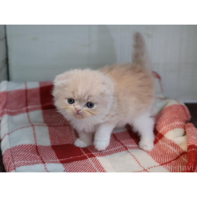 販売中の愛知県のスコティッシュフォールド(折れ耳)-132478の3枚目