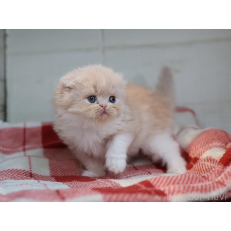 販売中の愛知県のスコティッシュフォールド(折れ耳)-132478の2枚目