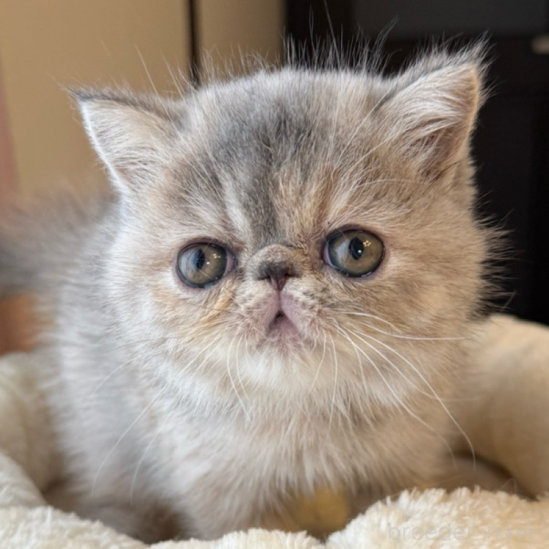 販売中の兵庫県のエキゾチックショートヘア-132479