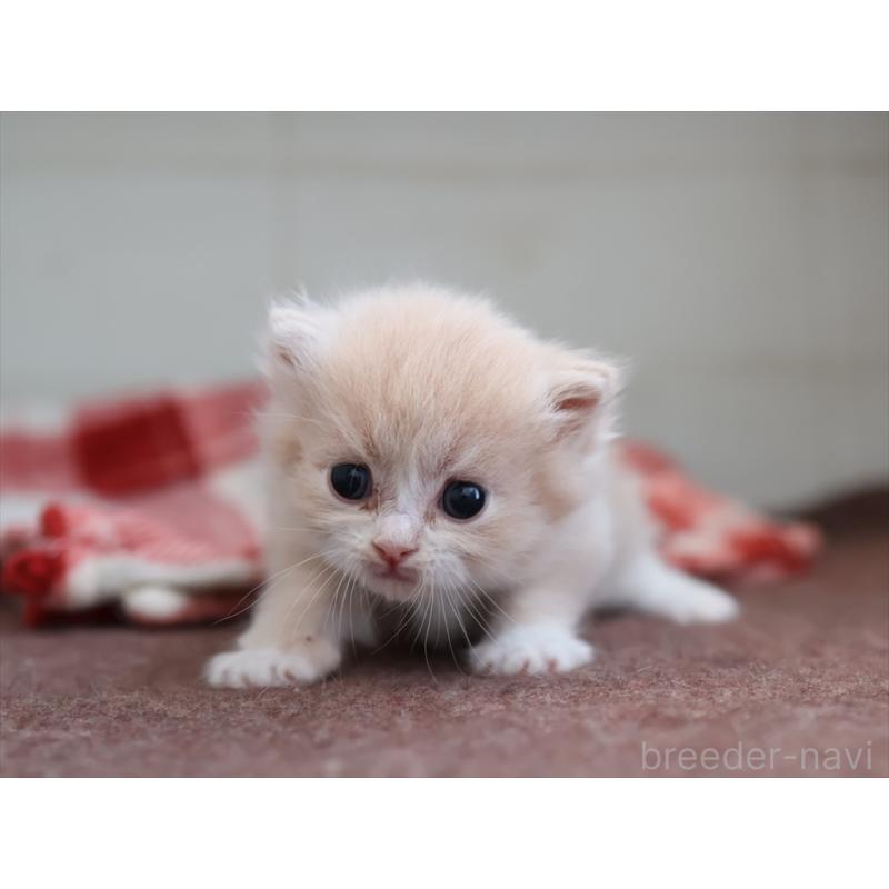 販売中の愛知県のサイベリアン-132482の11枚目