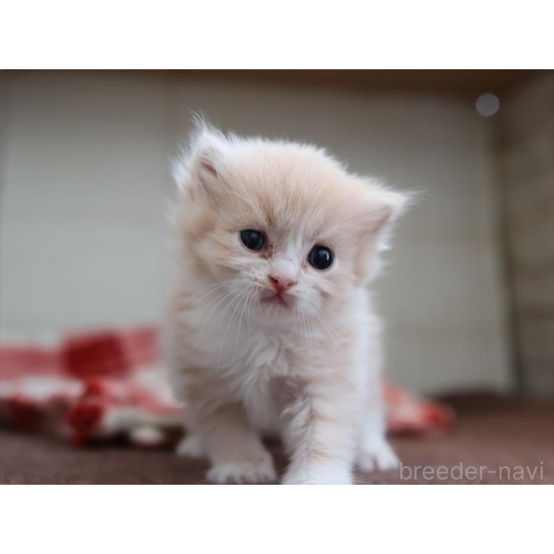 販売中の愛知県のサイベリアン-132482の10枚目