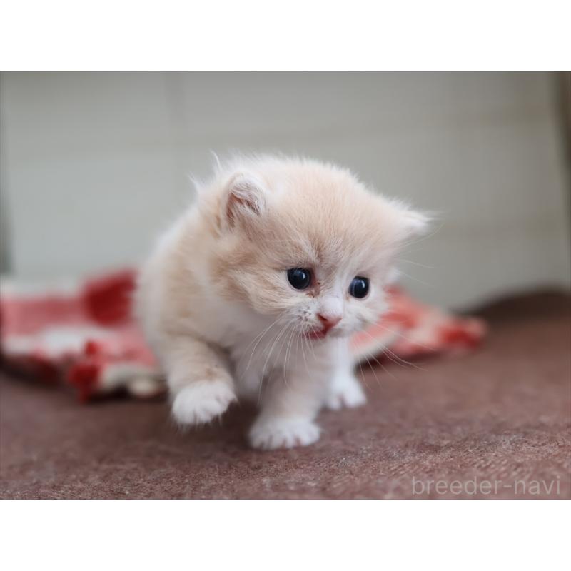 販売中の愛知県のサイベリアン-132482の9枚目