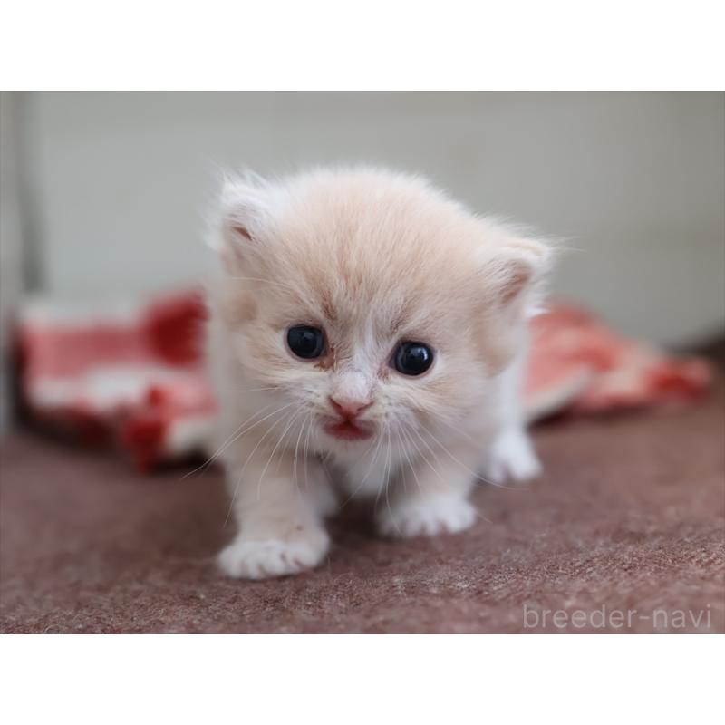 販売中の愛知県のサイベリアン-132482の8枚目