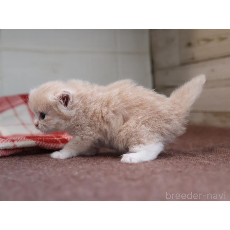 販売中の愛知県のサイベリアン-132482の7枚目