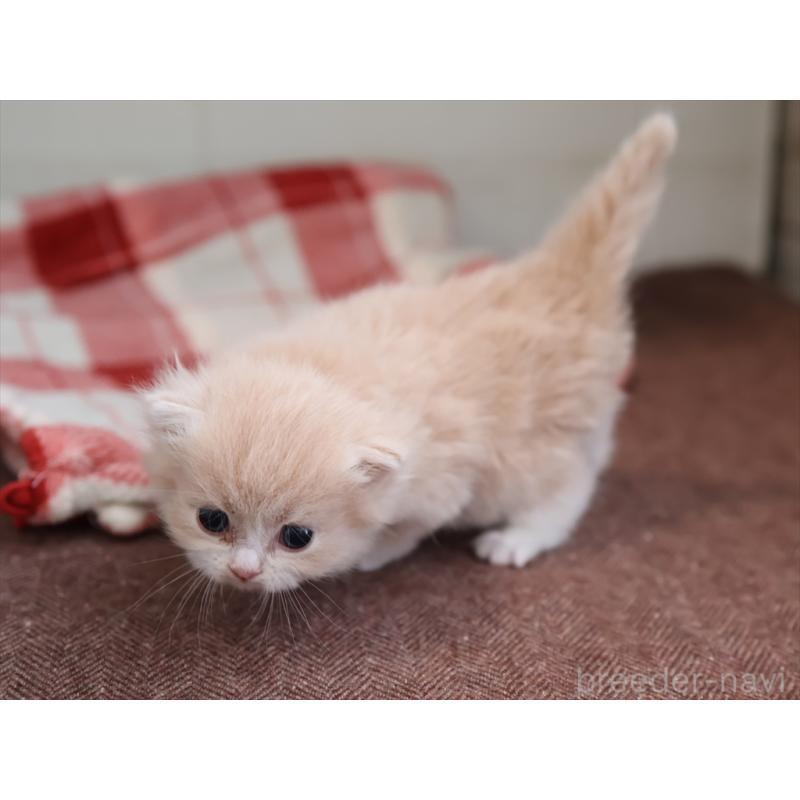 販売中の愛知県のサイベリアン-132482の6枚目