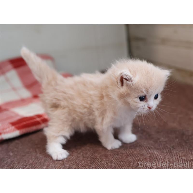 販売中の愛知県のサイベリアン-132482の5枚目