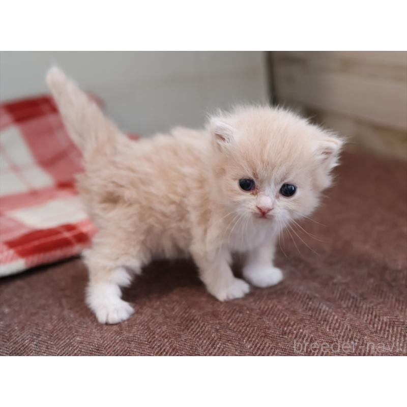 販売中の愛知県のサイベリアン-132482の4枚目