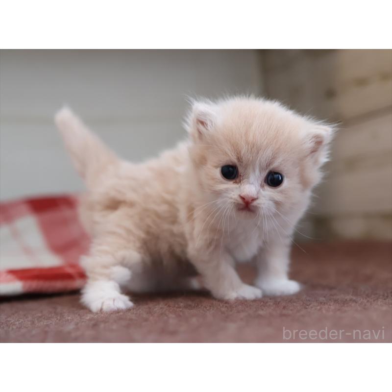 販売中の愛知県のサイベリアン-132482の3枚目