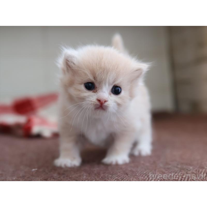 販売中の愛知県のサイベリアン-132482の2枚目