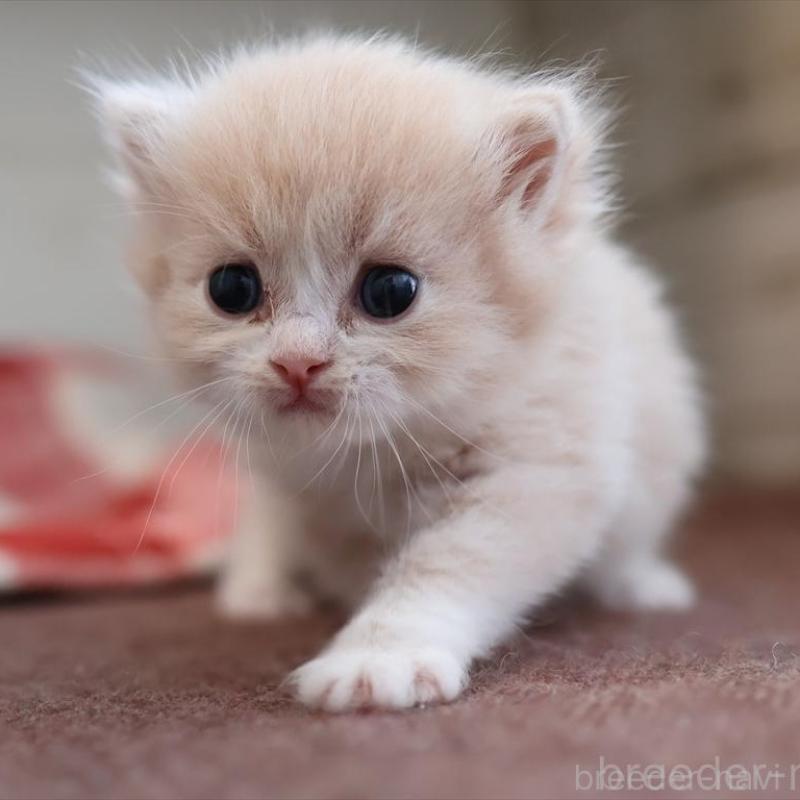 販売中の愛知県のサイベリアン-132482の1枚目