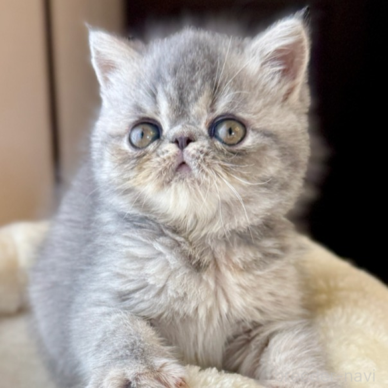 販売中の兵庫県のエキゾチックショートヘア-132483の1枚目