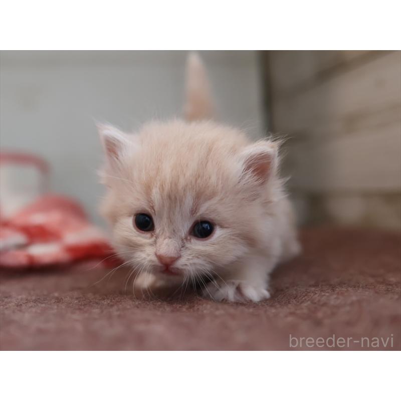 販売中の愛知県のサイベリアン-132484の6枚目