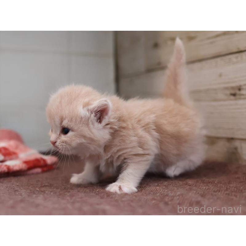 販売中の愛知県のサイベリアン-132484の5枚目