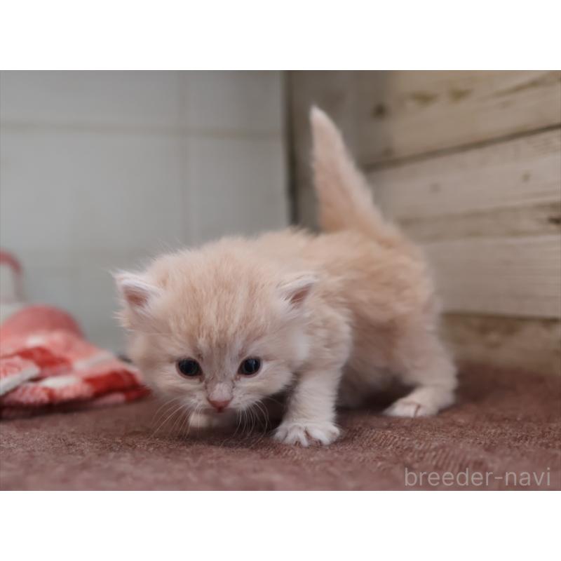 販売中の愛知県のサイベリアン-132484の4枚目