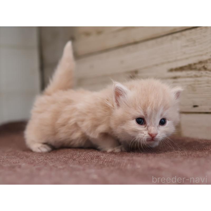 販売中の愛知県のサイベリアン-132484の3枚目