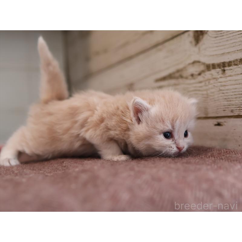 販売中の愛知県のサイベリアン-132484の2枚目