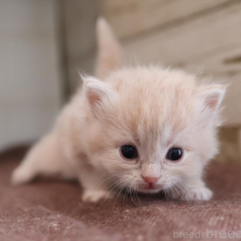 販売中の愛知県のサイベリアン-132484