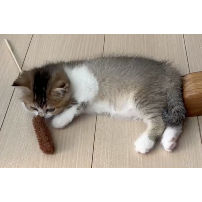 販売中の愛媛県のスコティッシュストレート-132485の3枚目