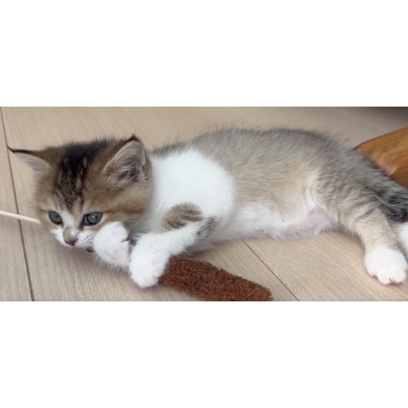 販売中の愛媛県のスコティッシュストレート-132485の2枚目