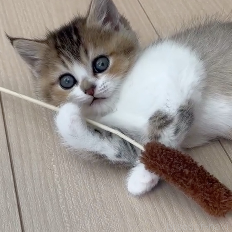 販売中の愛媛県のスコティッシュストレート-132485の1枚目