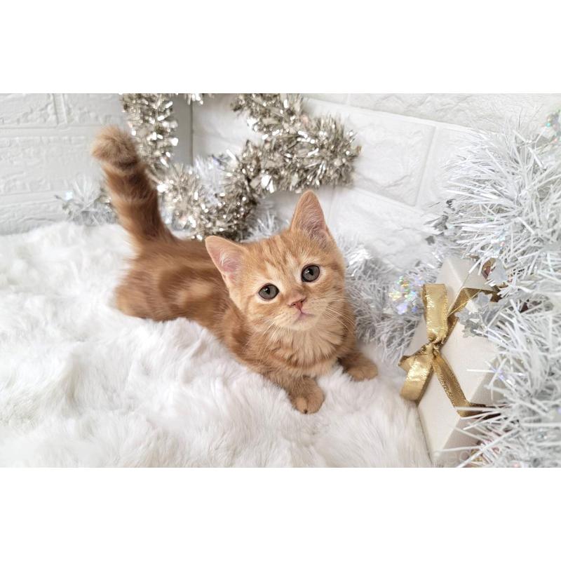 販売中の埼玉県のミヌエット-130357の6枚目