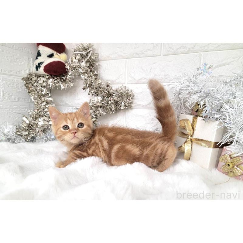 販売中の埼玉県のミヌエット-130357の5枚目